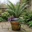 Set of 3 or 6 Shield Fern Dryopteris Atrata Hardy Perennial Plants, Outdoor Garden Ready, 1Ltr Root-Ball