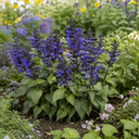 Salvia Sangoons Black & Bloom Plant (5L Pot)