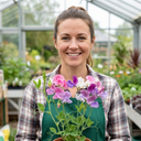 Set of 3 or 6 Large, Garden Ready Plants - Sweet Pea Spencer Mix, 10.5 cm Rootballs