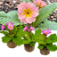 Set of 3 or 6 Large Plants - Polyanthus Stella Pink Champagne, Outdoor Garden Ready, 1L