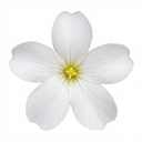 Arenaria Ronda Plants (Set of 3 or 6)