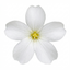 Set of 3 or 6 Large Plants - Arenaria Ronda, Ready to Plant in Your Garden, 1L