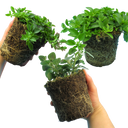 Oregano Growers Mix Plant