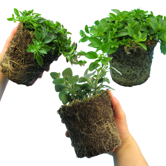 Oregano Growers Mix – Small Leaf or Hot n Spicy (Set of 3 or 6)