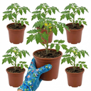 Patio Tomato Jo & Grace Plants (Set of 3 or 6)