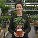 Cherry Tomato Floridity Plants
