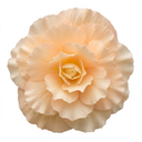 Begonia Fragrant Falls Peach Plant (2L Pot)