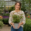 3Ltr Red Patio Rose Plant in Nursery Pot, Outdoor Pots