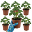 Set of 3 or 6 Large Plants - Strawberry Loran Variety, Outdoor Garden Ready, 1L