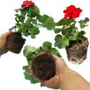 Geranium Toscana Senna Plants (Set of 3 or 6)