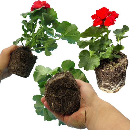 Geranium Toscana Senna (Pelargonium) – Upright Zonal Bedding (Set of 3 or 6)