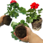 Set of 3 or 6 Large Plants - Geranium Toscana Senna, Ready to Plant in Your Garden
