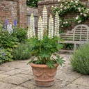 Lupin Legendary White Shades Perennial Plants