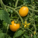 Tumbling Tom Yellow Cherry Tomato Plants
