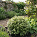 Pittosporum Pom Pom Plant (3L Pot)