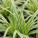 Everest Carex Ornamental Grass Plant