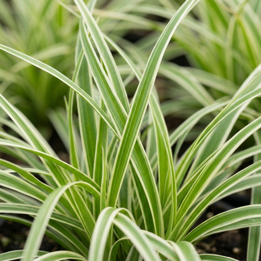 Close-up of arching sedge leaves striped cream-white down the centre