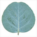 Eucalyptus Gunnii France Blue Tree Plant (5L Pot)