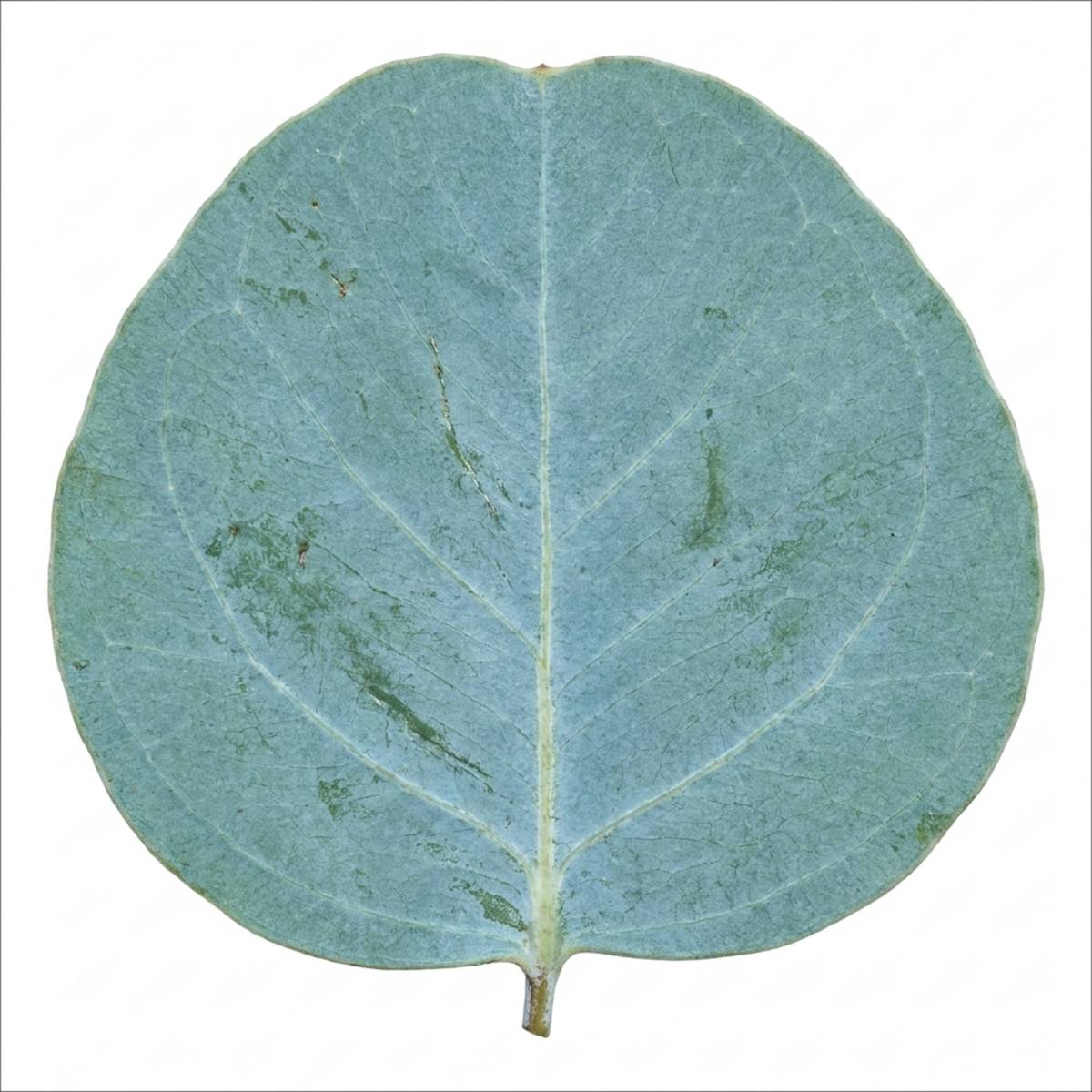 Eucalyptus gunnii 'France Blue' (Cider Gum) – Hardy Evergreen Tree (7.5L Pot)