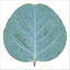 1 Eucalyptus Gunnii France Blue Tree, Hardy Evergreen Outdoor Garden Plant, 7.5 Litre Root-Ball
