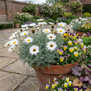 Rhodanthemum ‘Casablanca’ Moroccan Daisy Plants (Set of 3 or 6)