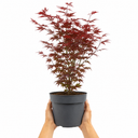 3 Litre Red Acer Tree, Japanese Maple Plant, Nursery Pots