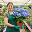 1 Large Plant - Hydrangea Blue, Ready to Plant in Your Garden, 2L Pot