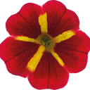 Calibrachoa Cabaret Red Kiss Plants (Set of 3 or 6)