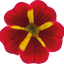 Set of 3 or 6 Large Plants - Calibrachoa Cabaret Red Kiss, Outdoor Garden Ready