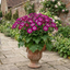 1 Senetti Magenta Bicolour Pericallis Plant, Outdoor Summer Flowering, 6.5 Litre Root-Ball