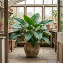 Philodendron Imperial Green Plants