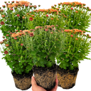 Chrysanthemum Orange Plants (Set of 3 or 6)