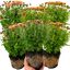 Set of 3 or 6 Large Plants -  Chrysanthemum Orange, Ready to Plant in Your Garden, Peat Free