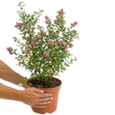 Symphoricarpos Magical Winterberry Plant (3L Pot)
