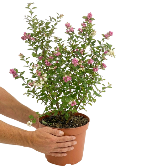 Symphoricarpos 'Magical Winterberry' (Snowberry) – Berrying Shrub (3L Pot)