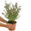 1 Large Plant - Symphoricarpos Magical Winterberry, Outdoor Garden Ready, 3L Pot