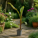 Banana Tree 3L (100–120 cm Tall)