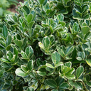 Euonymus Bravo Plant (2L Pot)