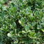1 Large Plant - Euonymus Bravo, Ready to Plant in Your Garden, 2L Pot