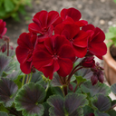 Geranium Calliope Dark Red Plant (2L Pot)