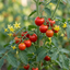 Set of 3 or 6 Grafted Crokini Tomato Plants, Premium High Yield Cocktail Tomato, Garden Ready, 1L Root Ball