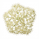 Cornus Alba Sibirica Red Stemmed Dogwood Plants