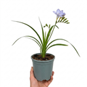 Freesia Delta River Plants