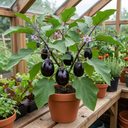 Grow Your Own Aubergine Meatball Plants (Set of 3 or 6)