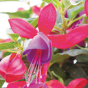 Set of 3 or 6 Large, Outdoor Garden Ready Plants - Fuchsia Bella Susanna (Rose & Violet)