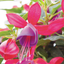 Set of 3 or 6 Large, Outdoor Garden Ready Plants - Fuchsia Bella Susanna (Rose & Violet)