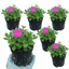 Set of 3 or 6 Large Plants - Aubrieta Florado Neon Pink, Ready to Plant in Your Garden, 1L
