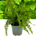 1 Large, Outdoor Garden Ready Plant - Scaly Male Fern Dryoteris The King, 2L Pot