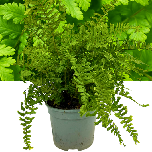 Dryopteris 'The King' (Scaly Male Fern) – Hardy Fern (2L Pot)
