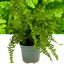 1 Large, Outdoor Garden Ready Plant - Scaly Male Fern Dryoteris The King, 2L Pot